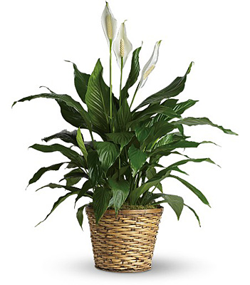 Simply Elegant Spathiphyllum - Medium